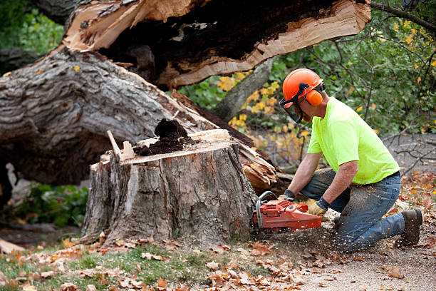 Tree Root Removal in Davenport, WA